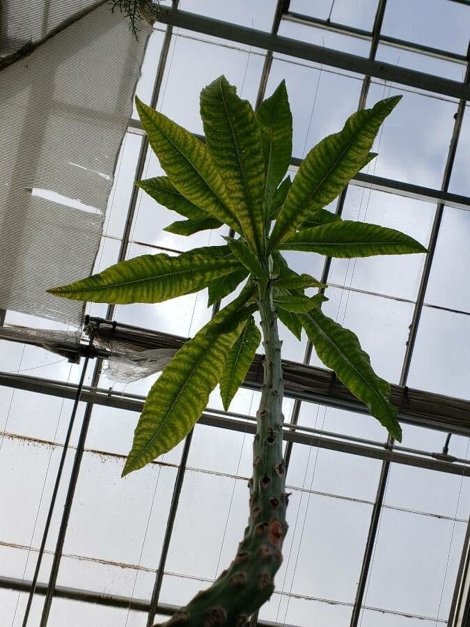 Lobelia 3