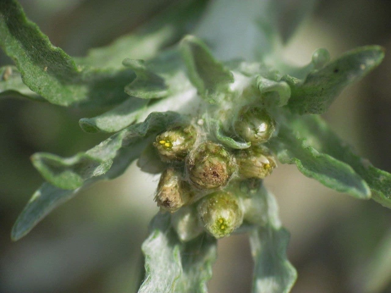 Gnaphalium 6