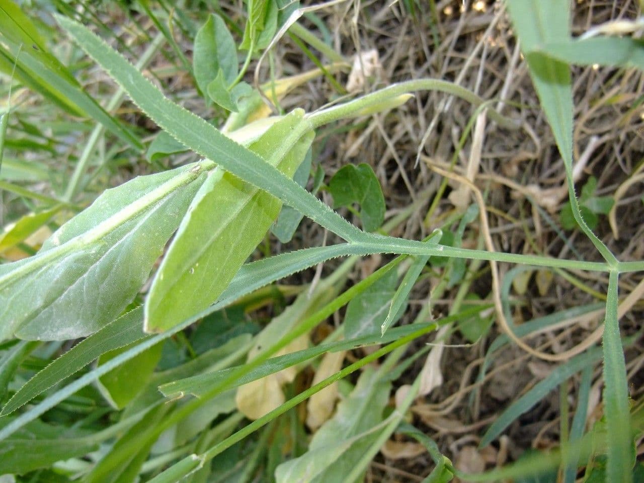Ornithogalum gussonei 15