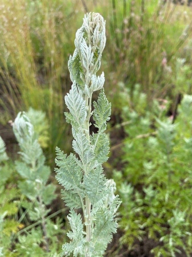 Artemisia afra 10