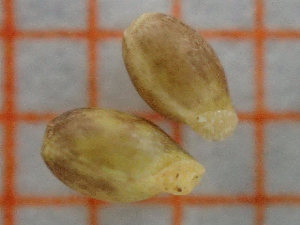 Viola biflora 4