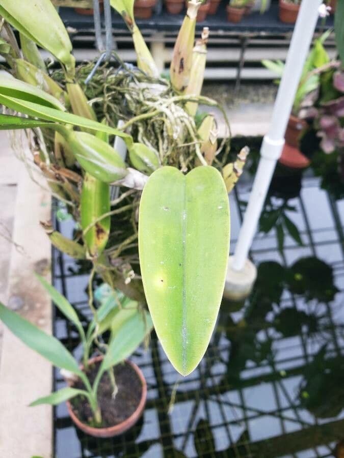 Orchidea 8