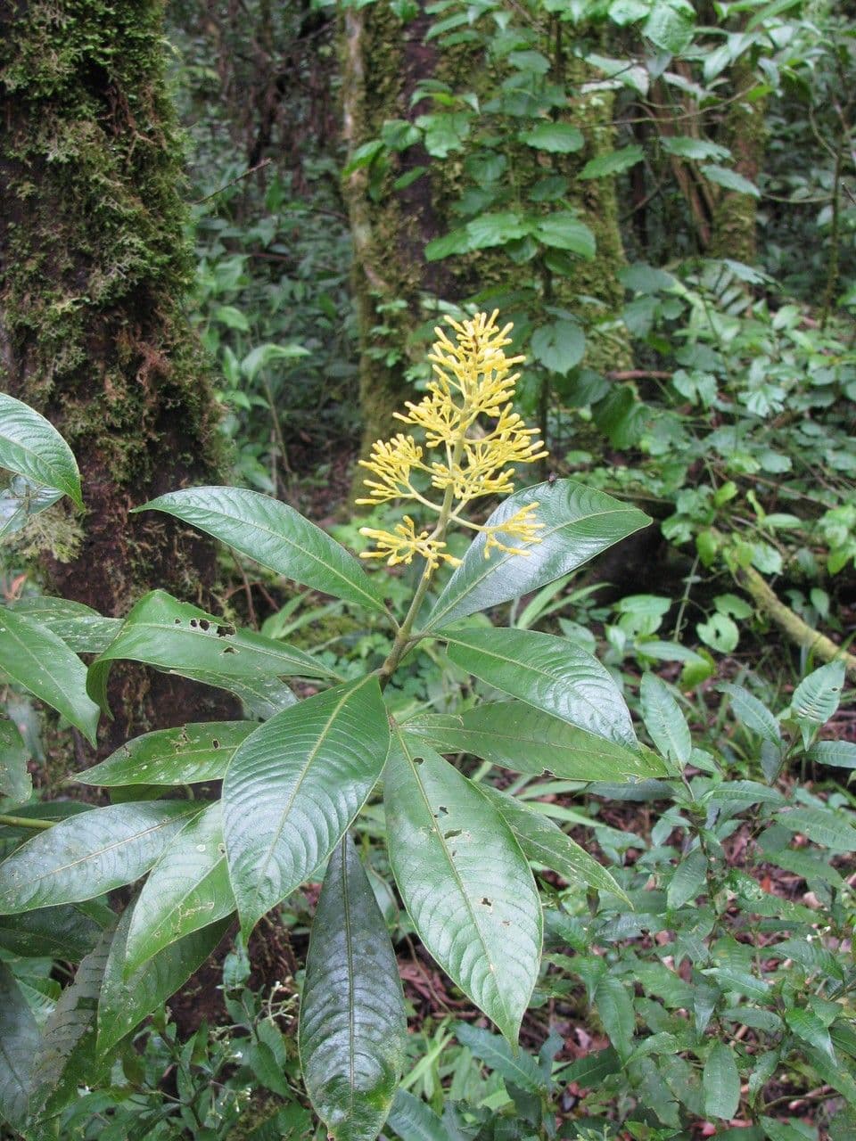 Palicourea 5