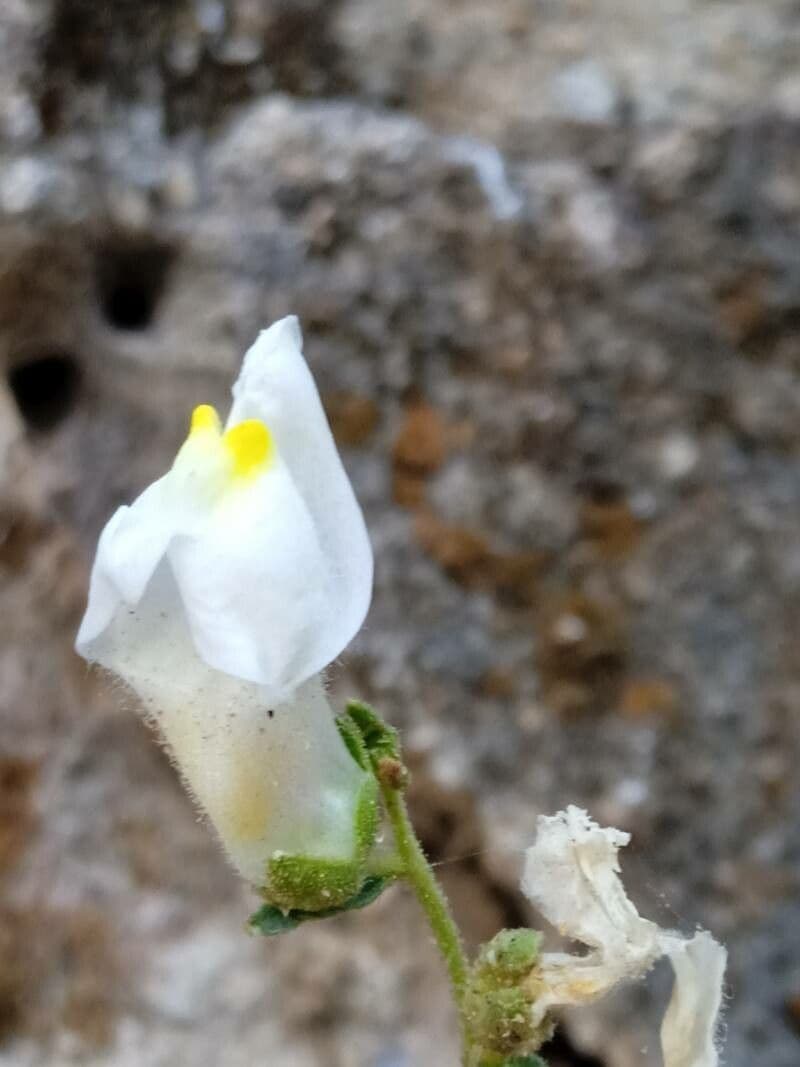 Gänsblume 5