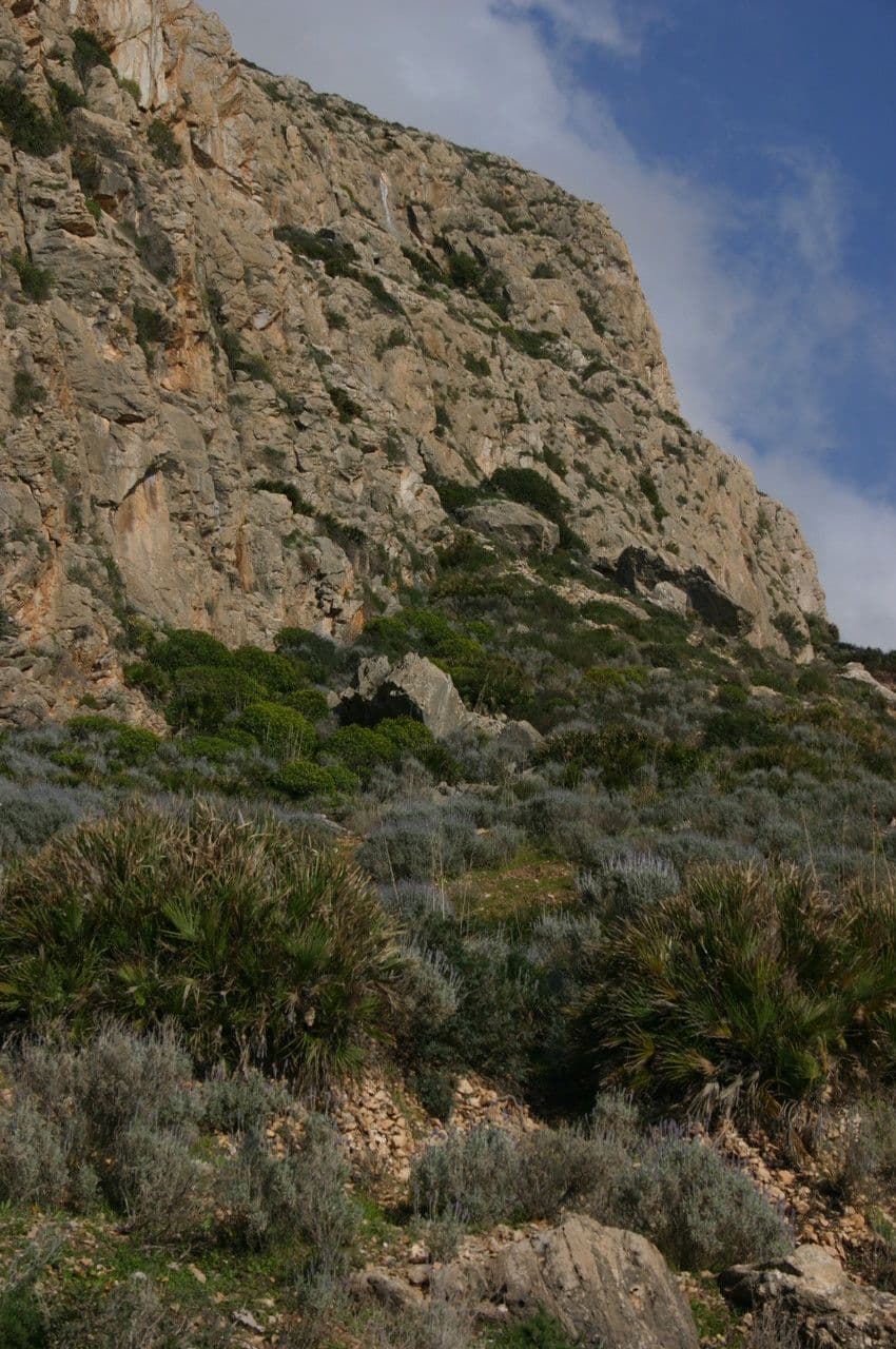 Palmito 28