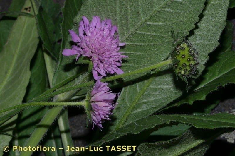 Knautia 3