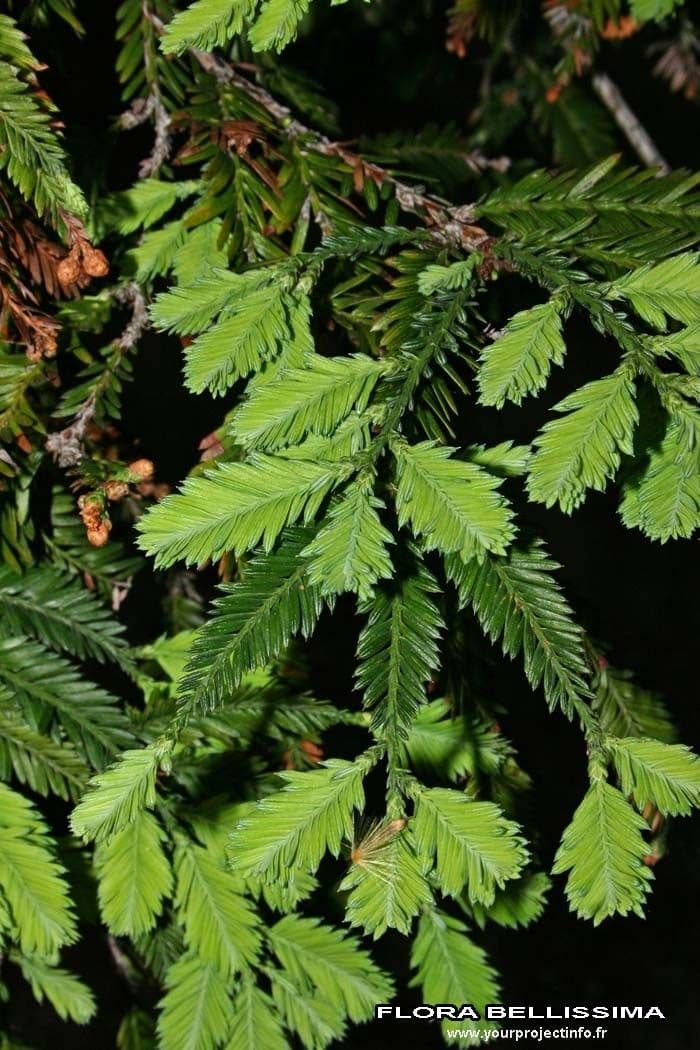 Sequoia sempreverde 27