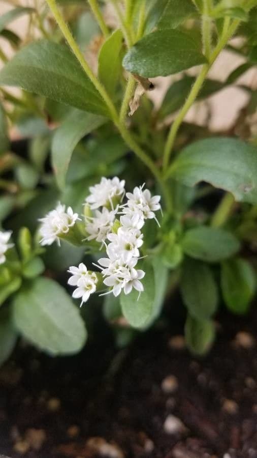 Stevia 5
