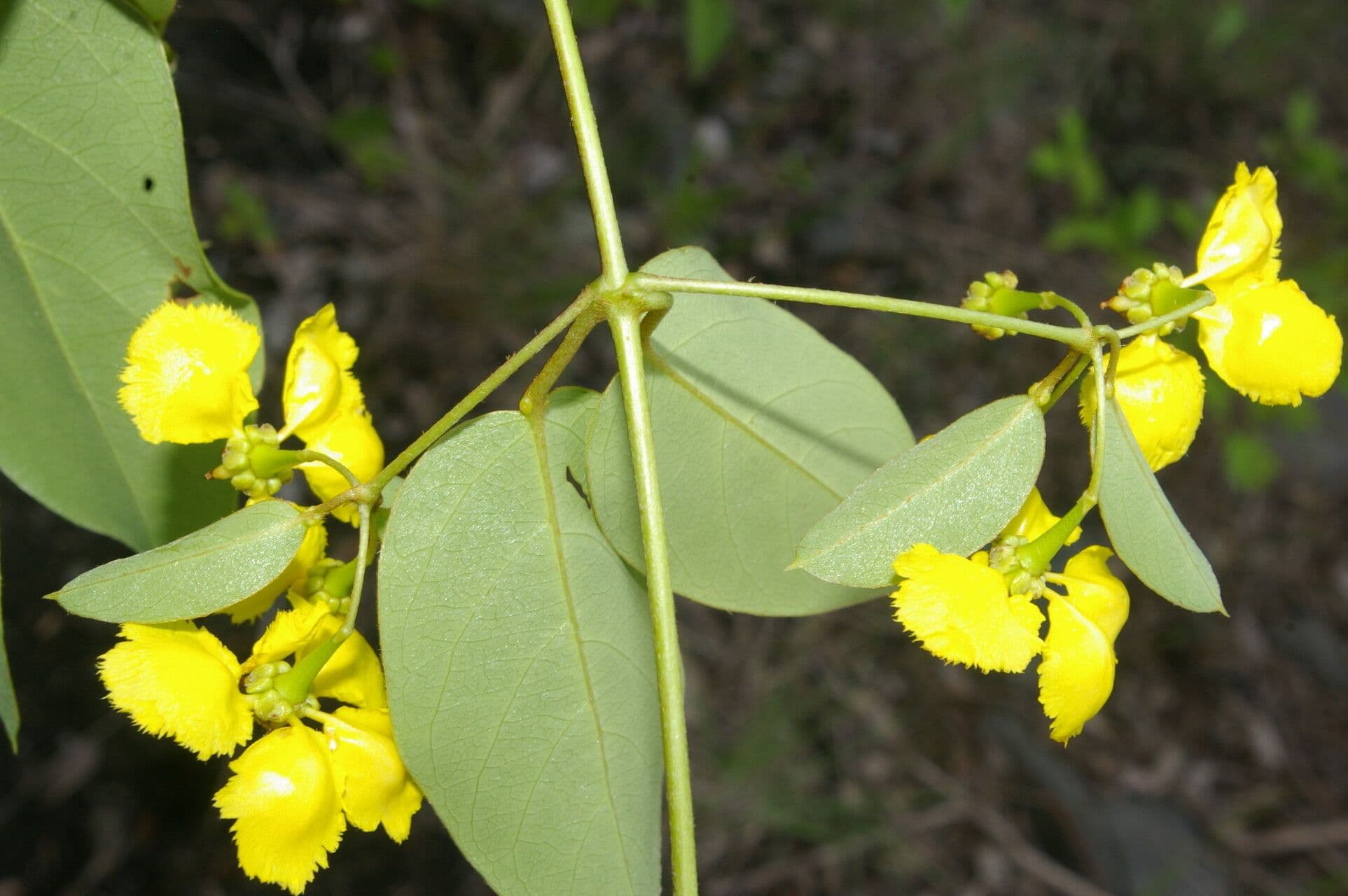 Stigmaphyllon 4