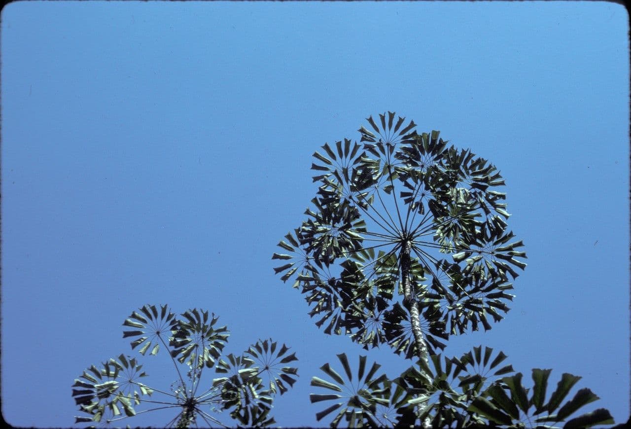 Schefflera 13