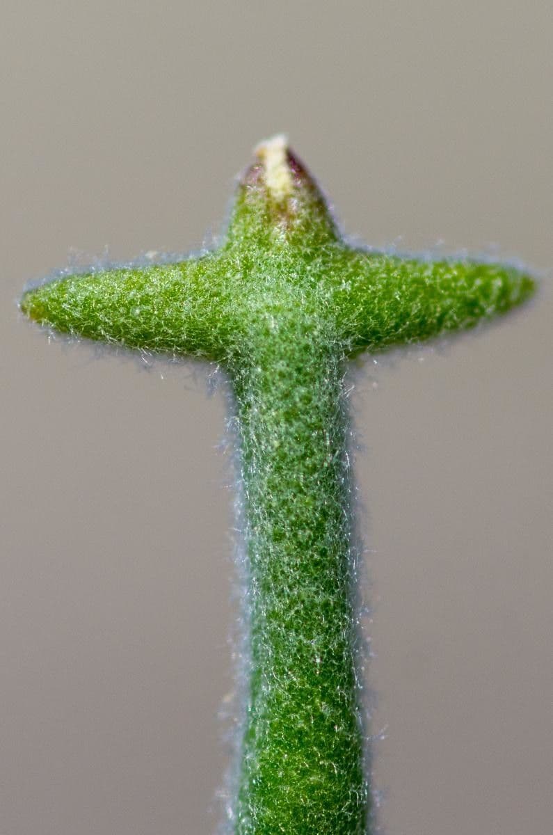 Violaciocca 24