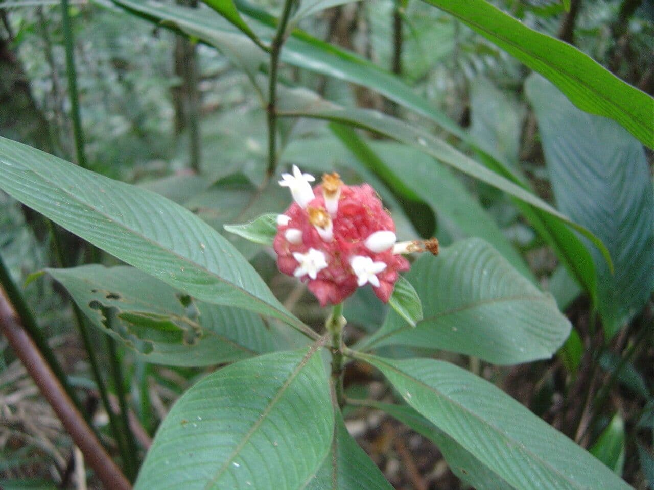 Palicourea 2