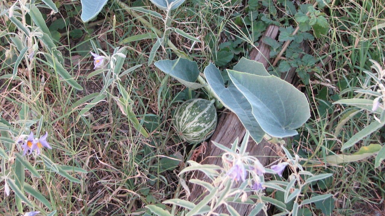 Zucca fetida 25