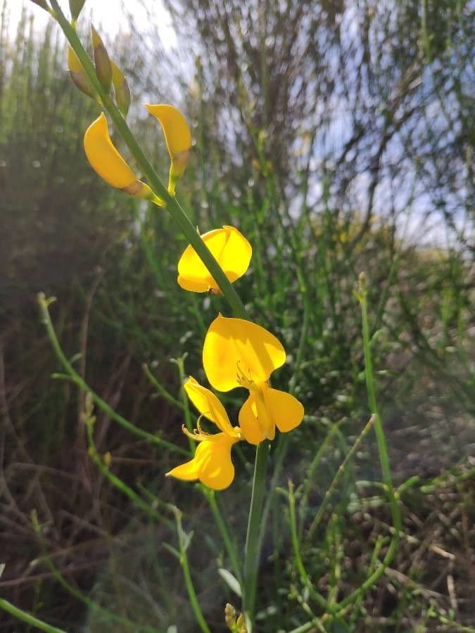 Ginestra odorosa 17