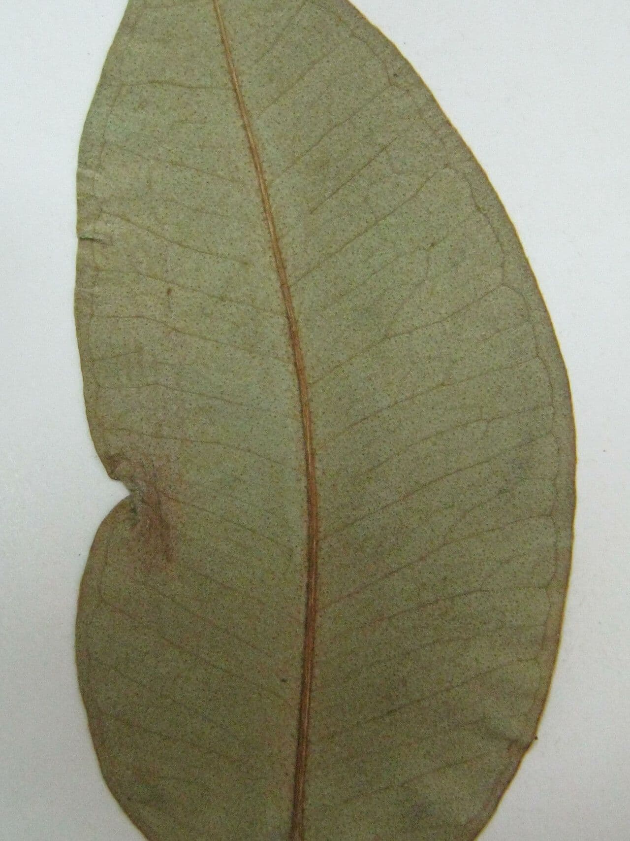Eugenia 8