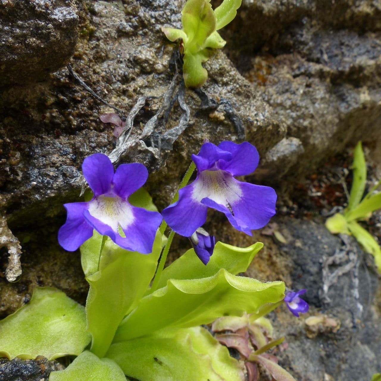 Pinguicula 7