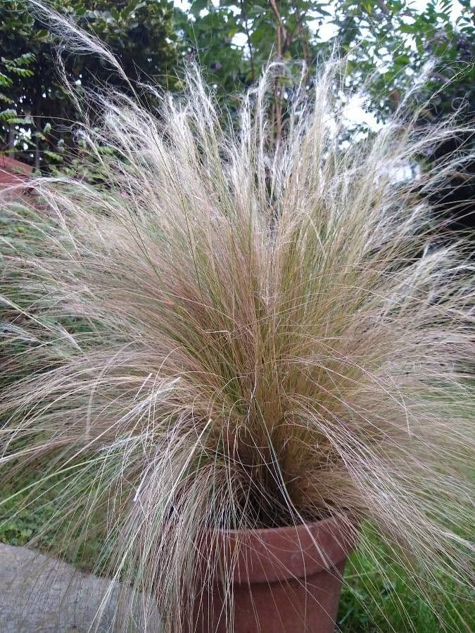 Estipa 17