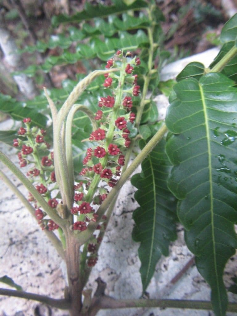 Elattostachys 4
