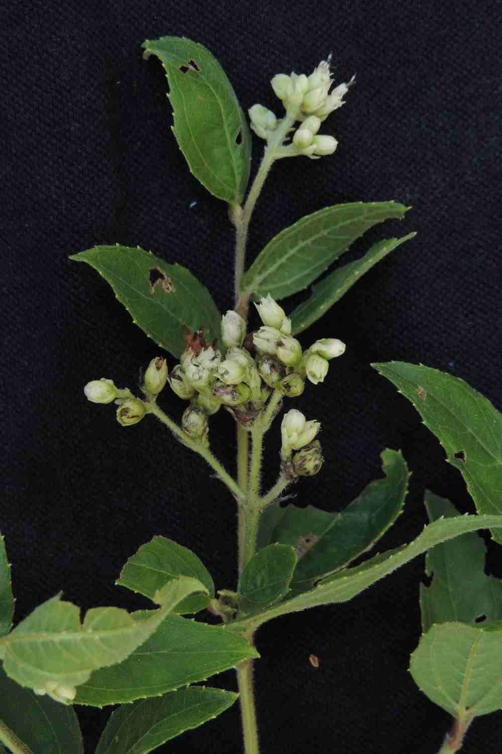 Clibadium 6