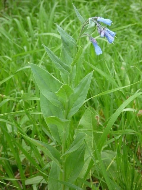 Mertensia ciliata 16