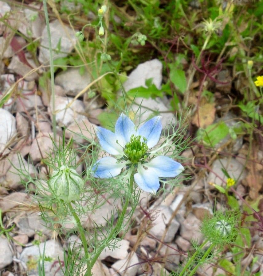 Damigella 13