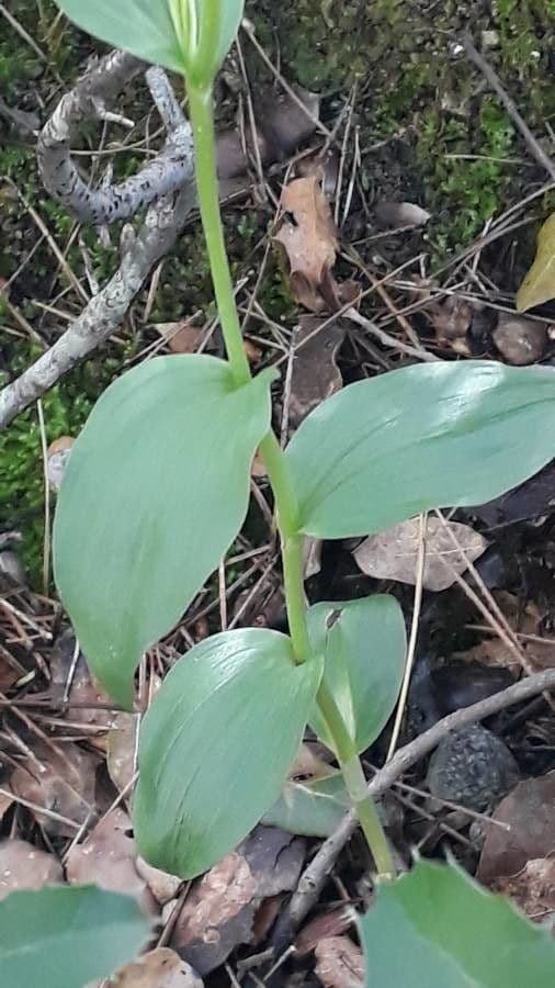 Cefalantera pallida 17