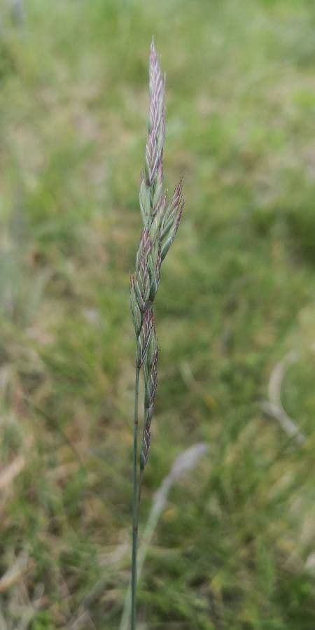 Festuca ovina 9