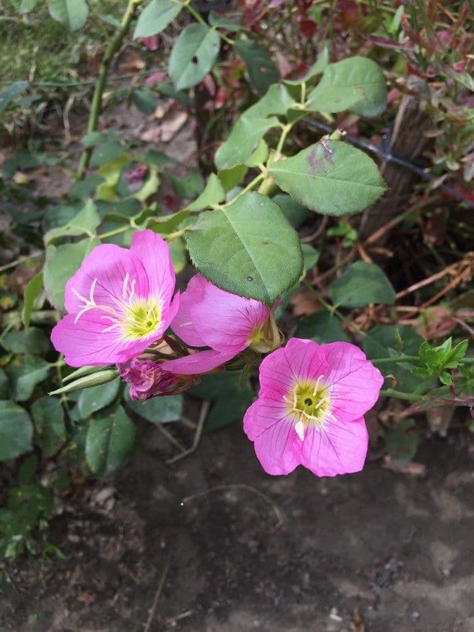 Enotera rosa 30