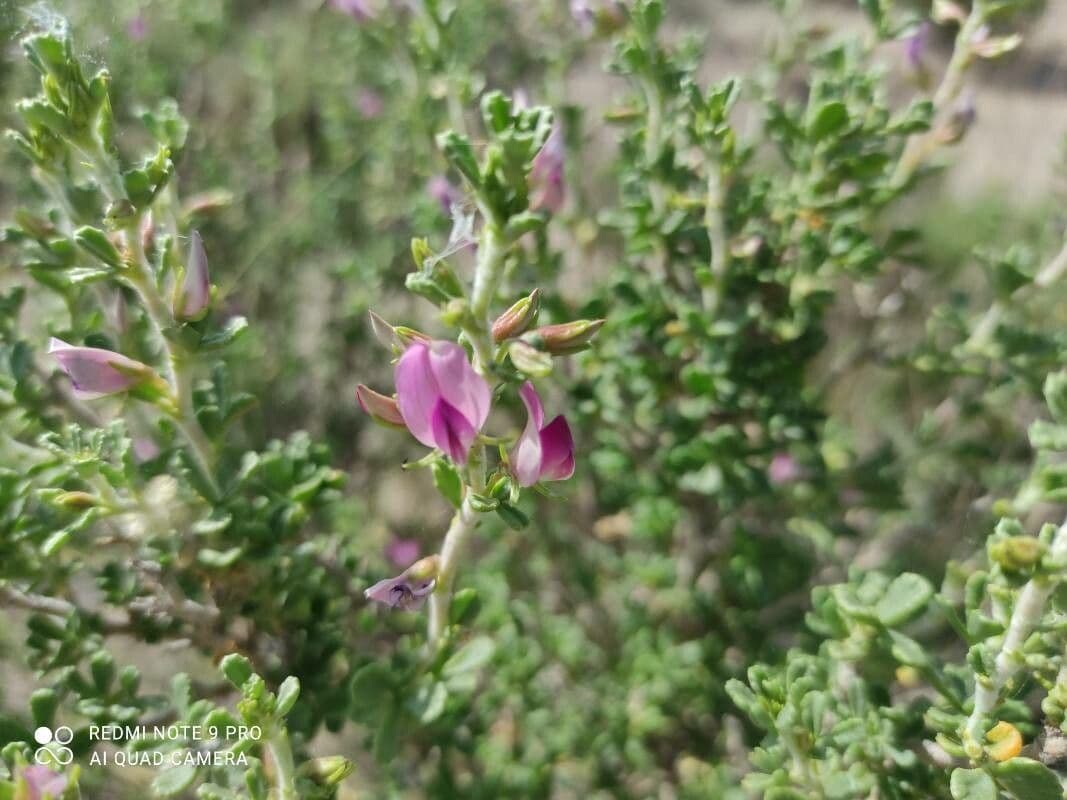 Ononide tridentata 9