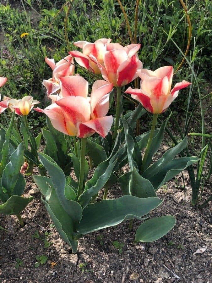 Tulipano ninfea 7