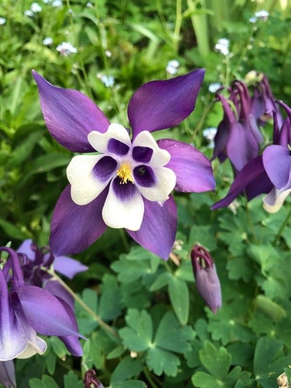 Aquilegia comune 10