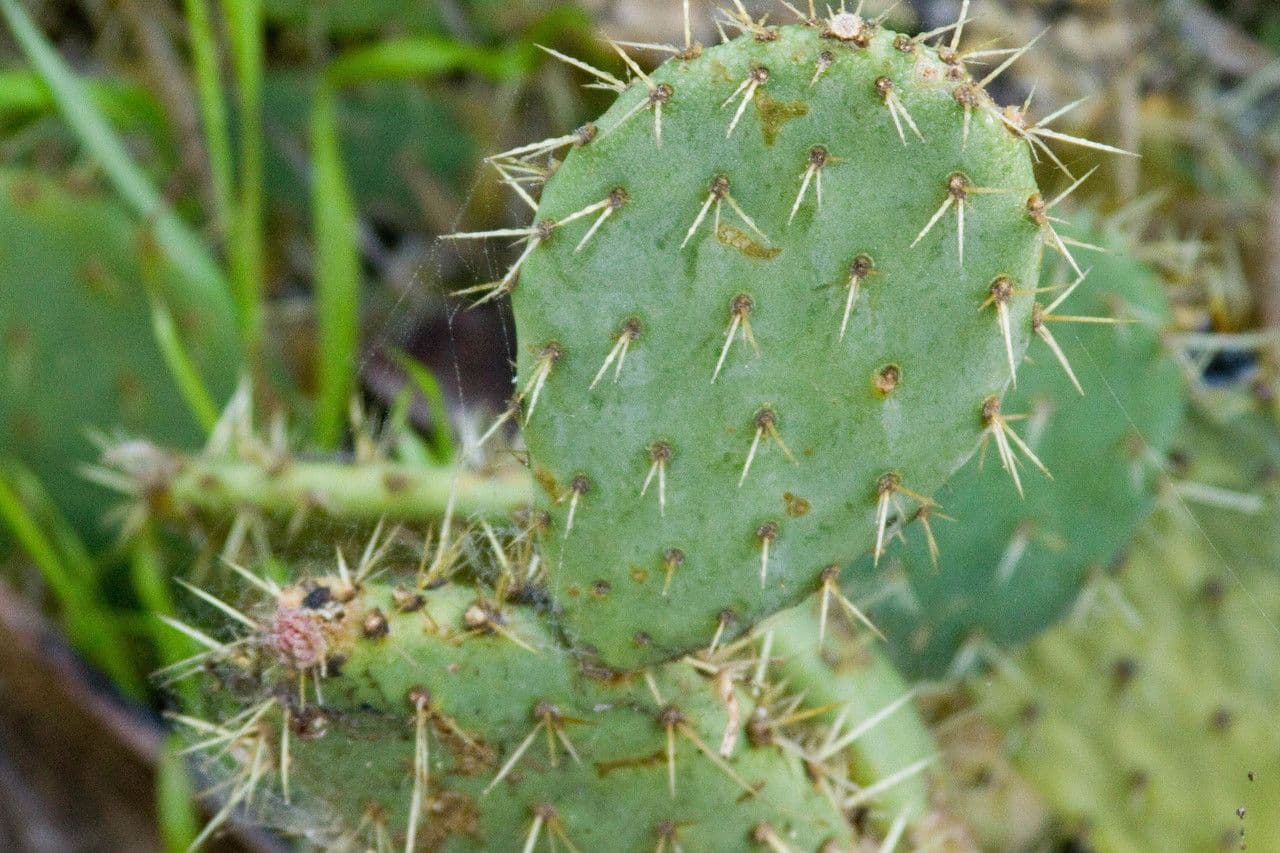 Küstenfeigenkaktus 22