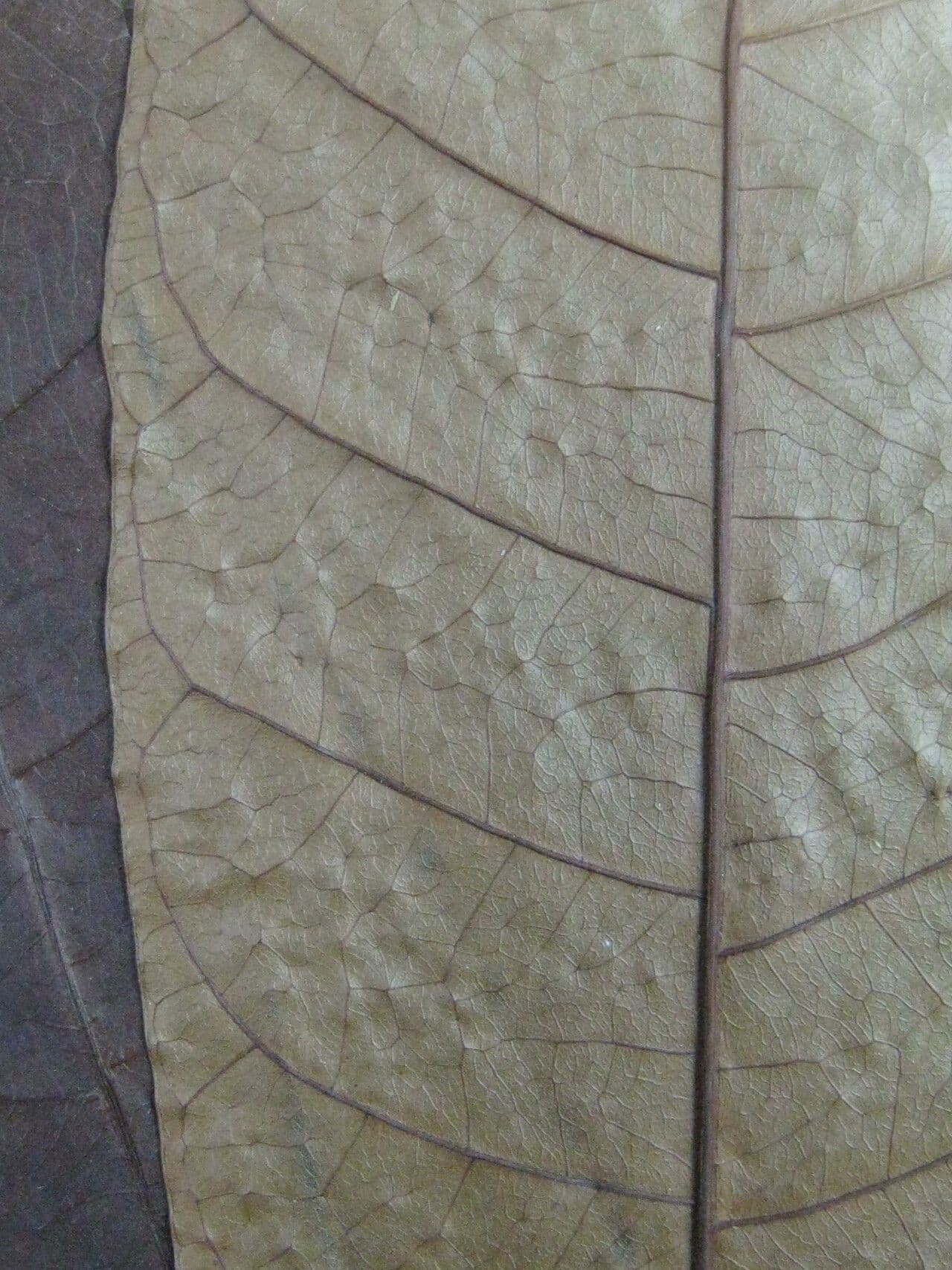 Himatanthus 2