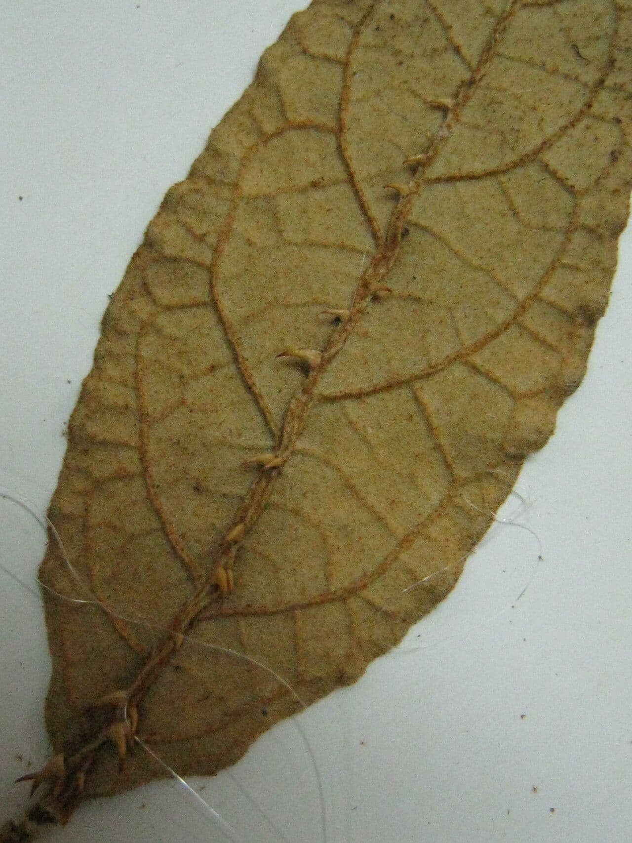Solano