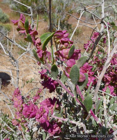 Grayia spinosa 14