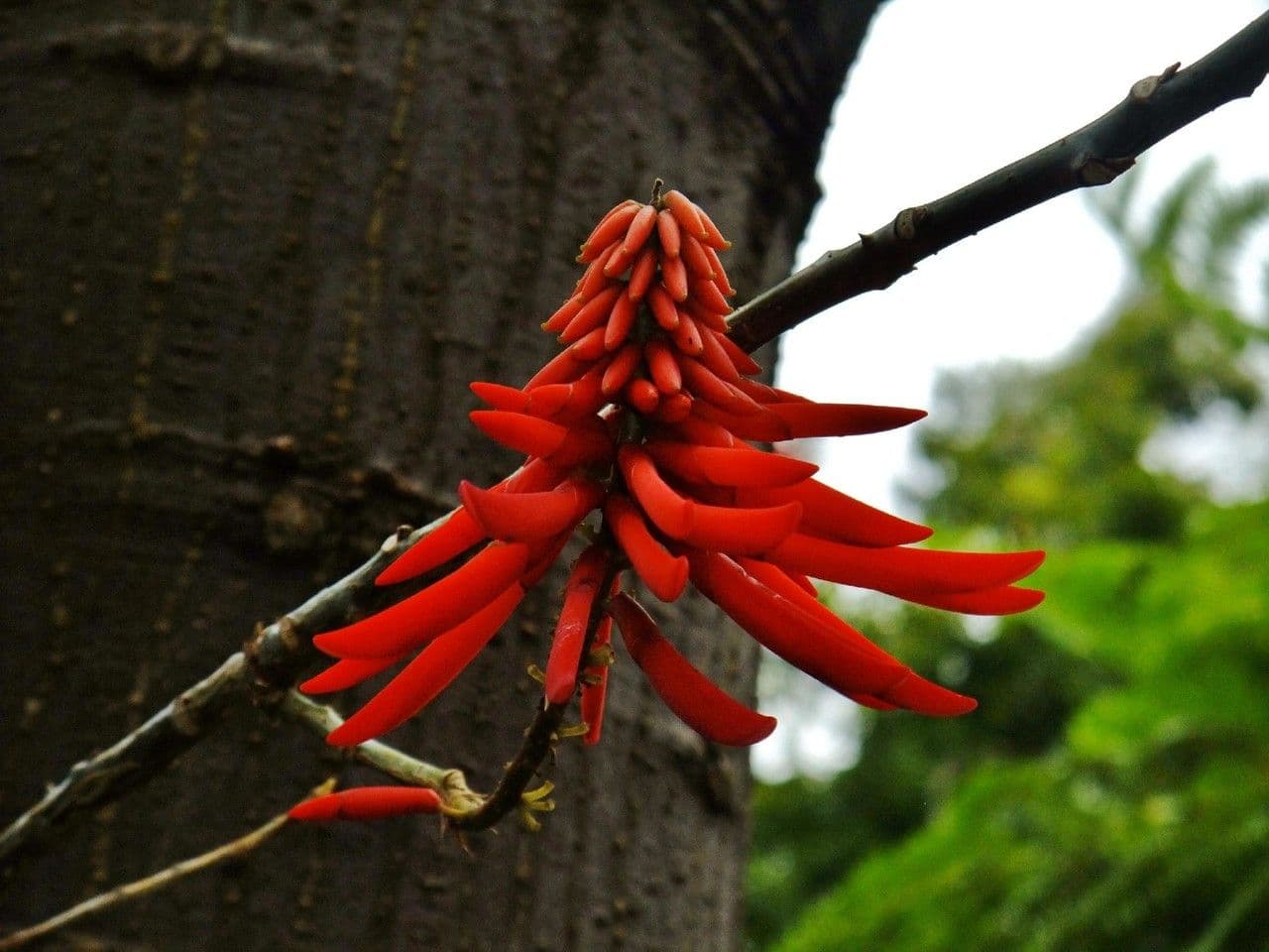 Rotnervige Korallenbaum 4