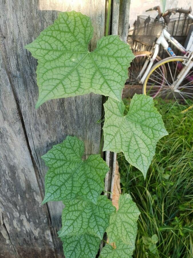 Luffa 17