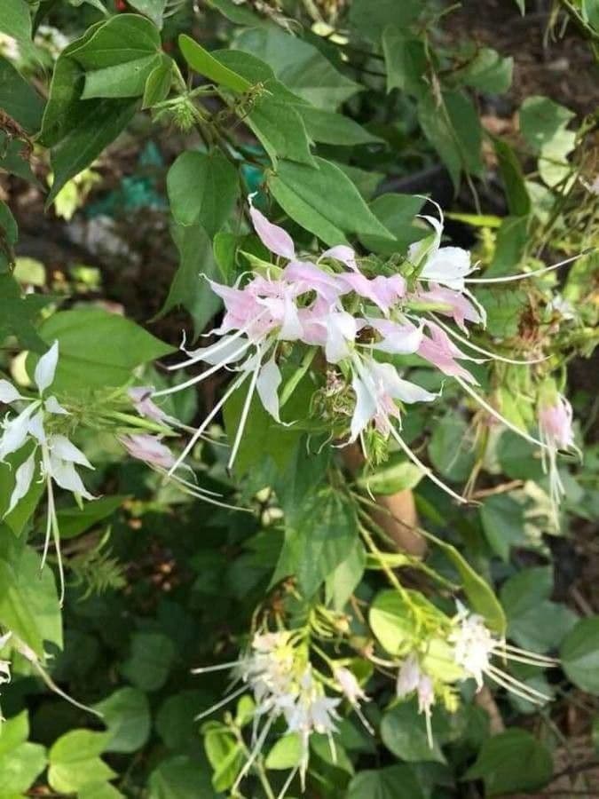 Bauhinia divaricata