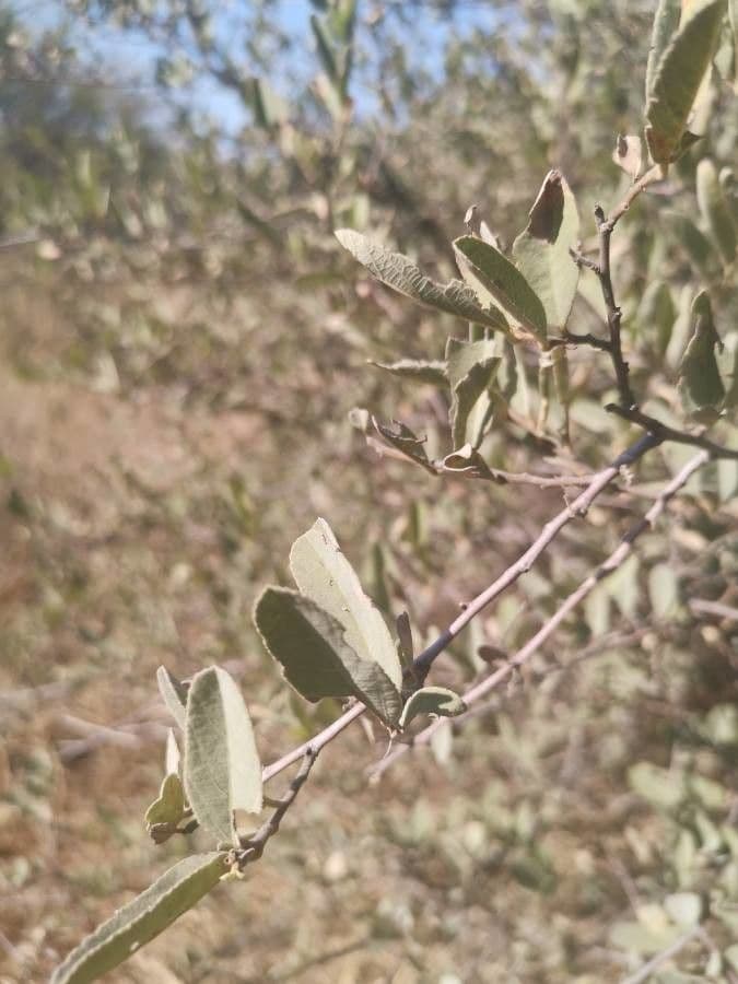 Grewia gialla 9