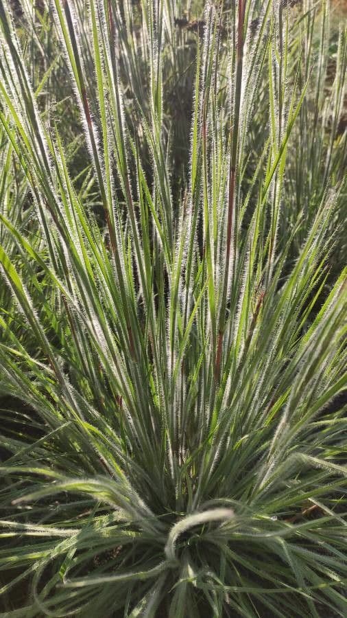Danthonia a una spiga 17