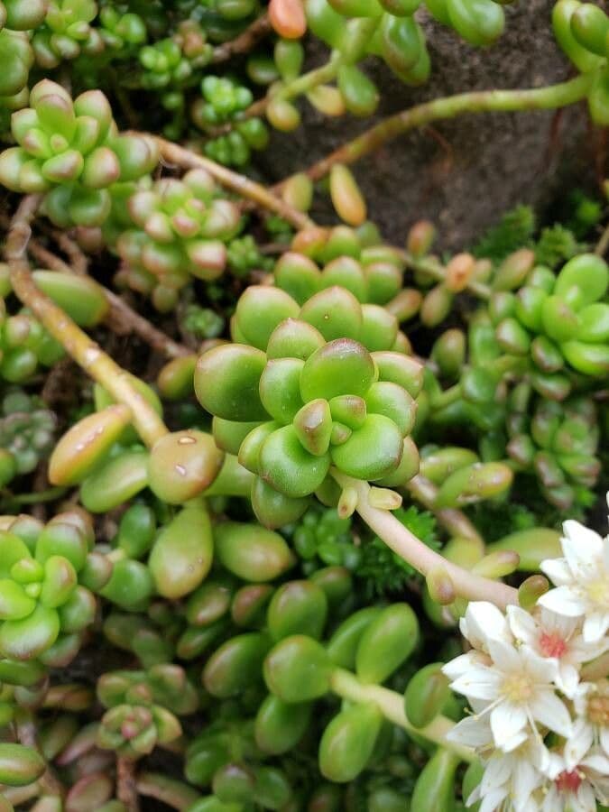Sedum lucido 12