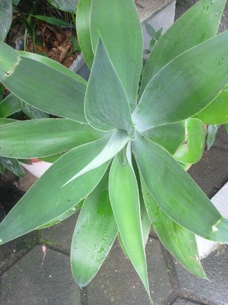Agave lanuginosa 18