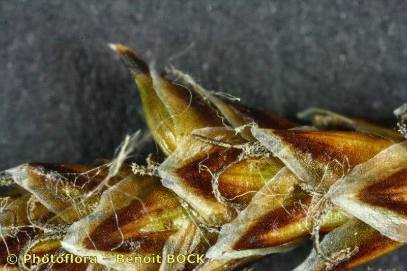 Carice dioica 15
