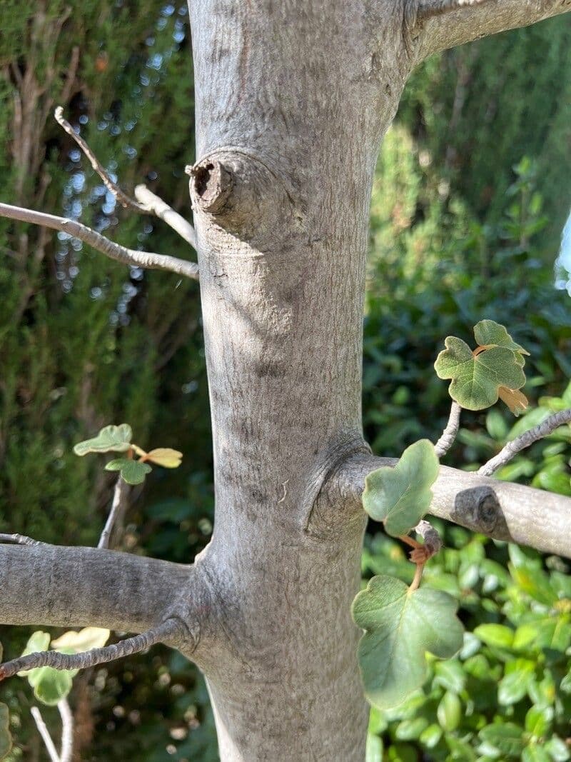 Fremontodendron 21