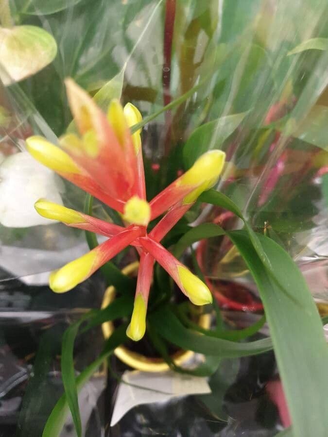 Aechmea 3