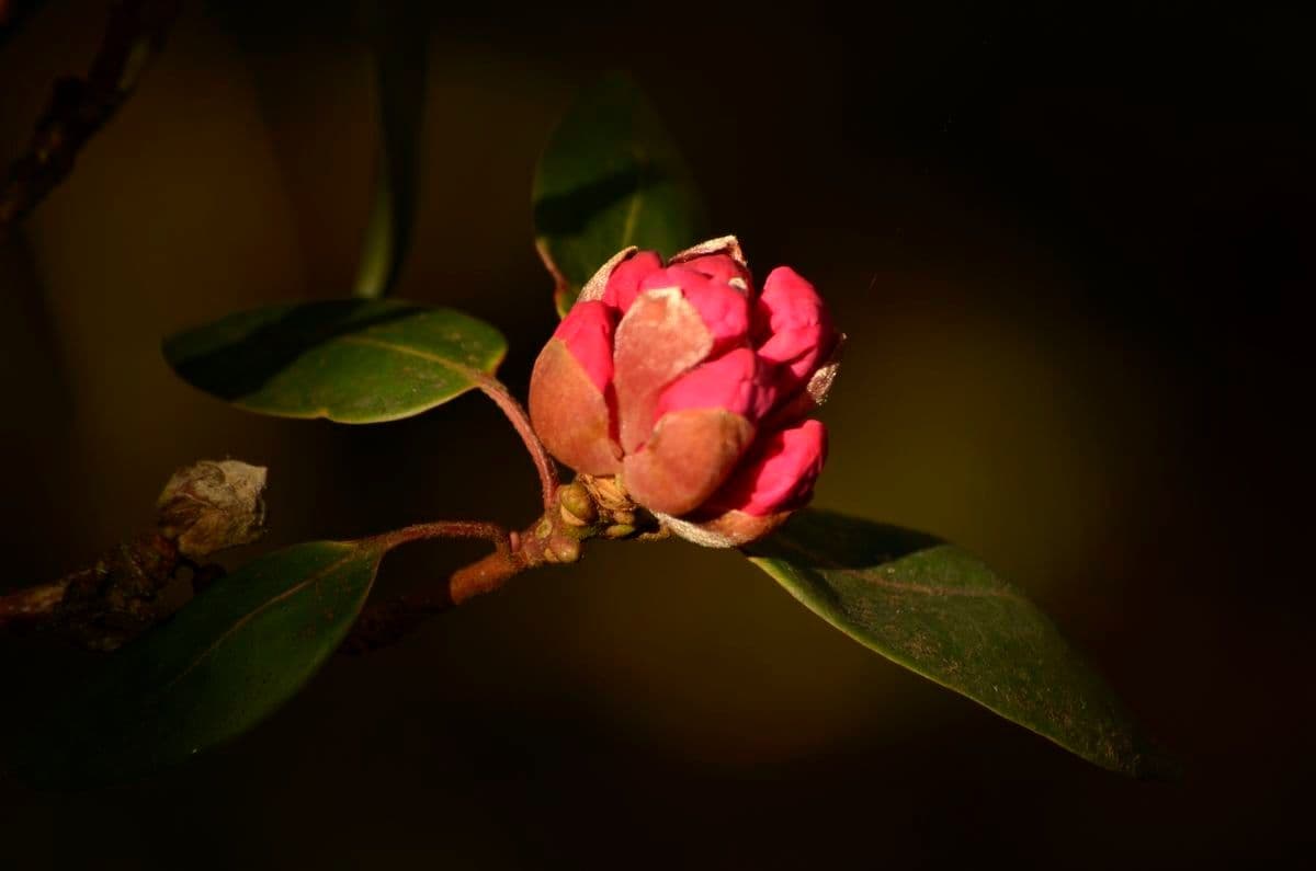 Różanecznik 17