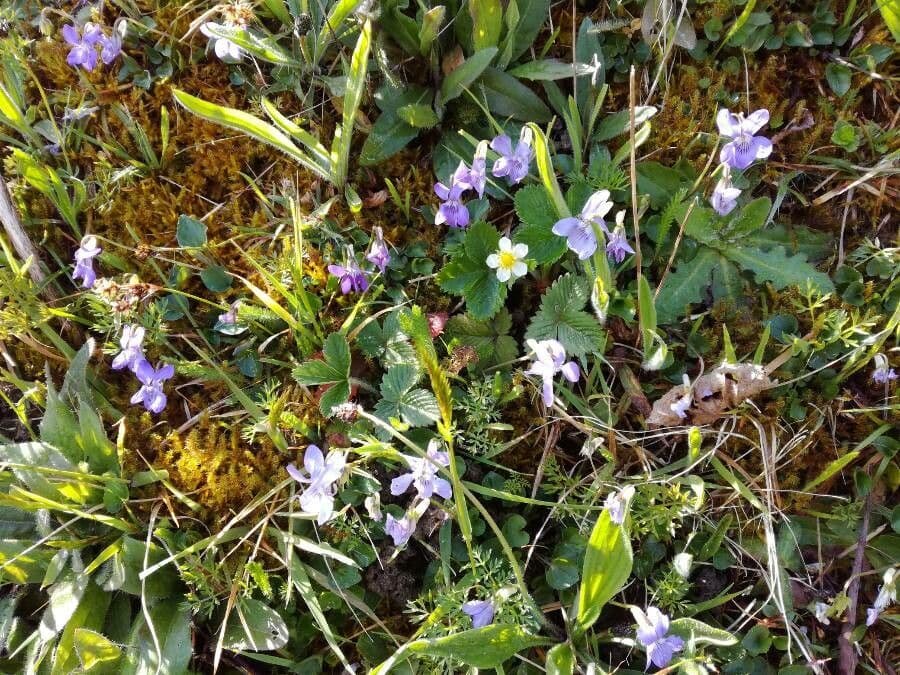 Viola di Rivinus 14