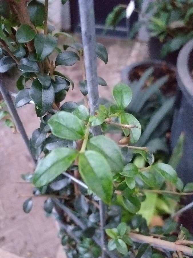 Privet 4