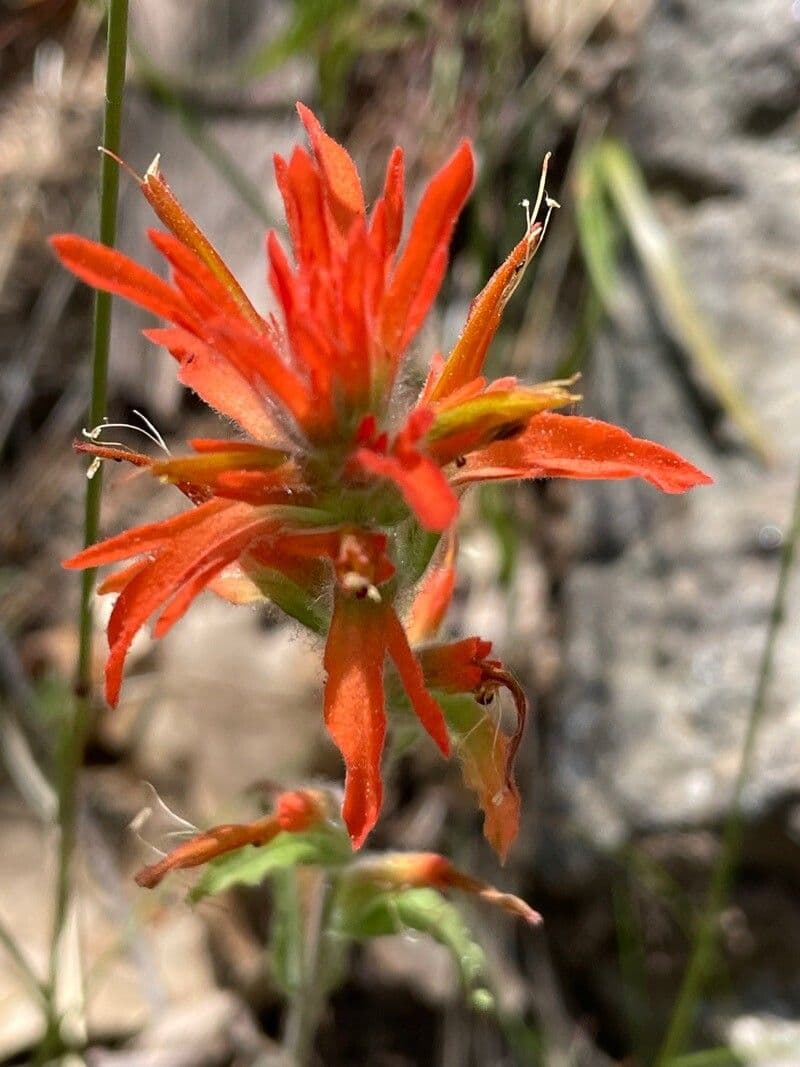 Castilleja 5