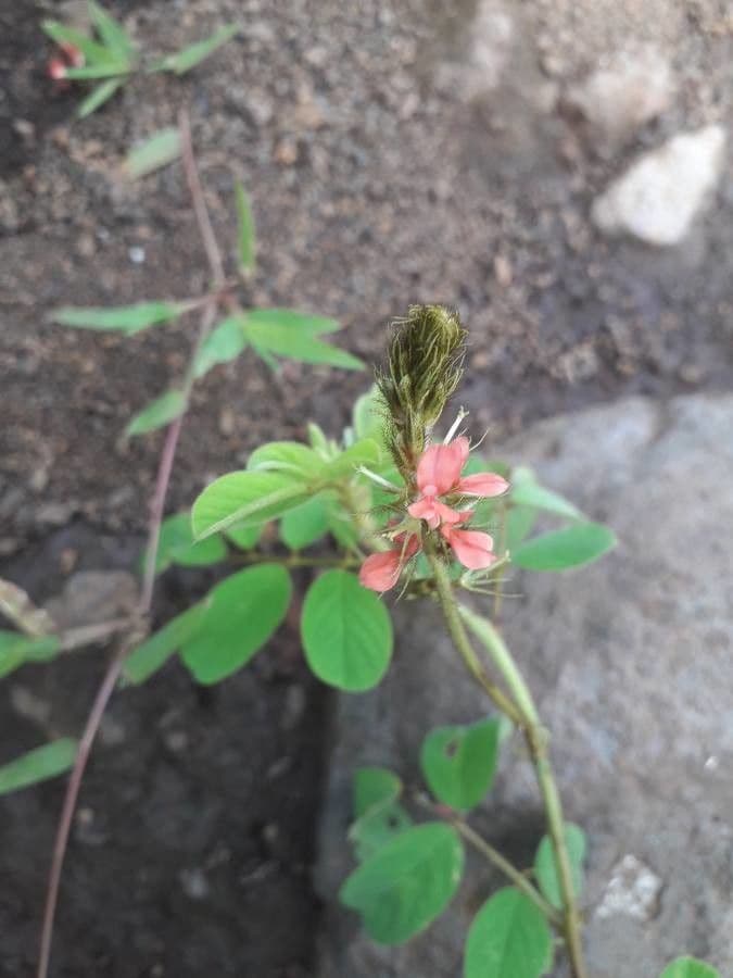 Indigofera 6